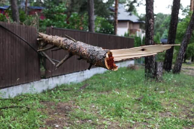 See if you can safely remove damaged branches that look vulnerable to windy weather as thery could damage fences (photo: adobe.com)
