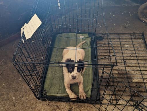 The dog was found in a broken cage