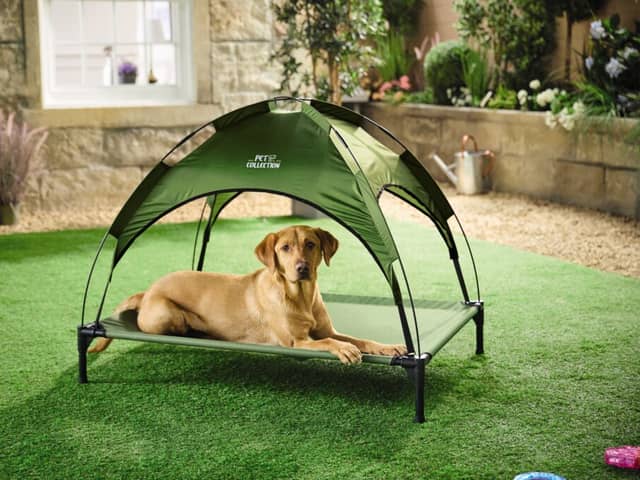 Aldi has launched a new affordable pet range to help keep pets warm during the warmer months 