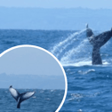 A rare humpback whale has been spotted off the Cornish coast
