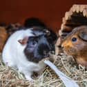 The RSPCA is this year backing Guinea Pig Awareness Week, as it deals with a big spike in the tiny critters coming through its doors (RSPCA/Supplied)