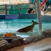 Deer takes a dip in a public swimming pool. The wild animal smashed through the window of a recreation centre, and leapt into the pool during a children's swimming lesson.