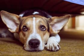 The signs are often mistaken for excitement or nervous energy