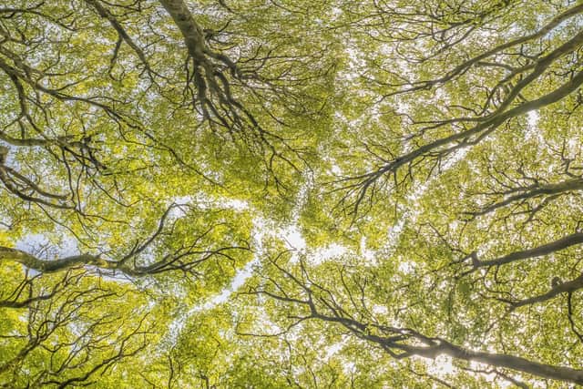 Shaun Davey looked up to get this image of the ring of beech trees at Three Combes Foot in Exmoor National Park.