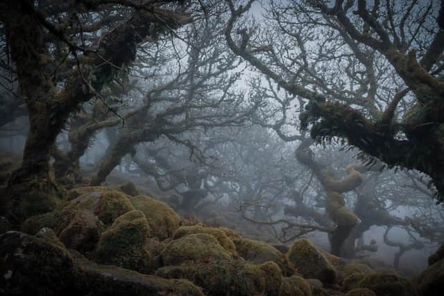 The mystical, ancient Wistmans Wood in Dartmoor inspired Debra Smitham to capture the moment.
