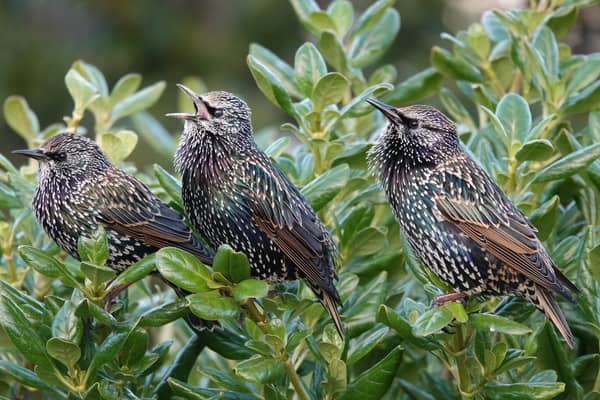 A trio of starlings in song. Picture:  Adrian Thomas.