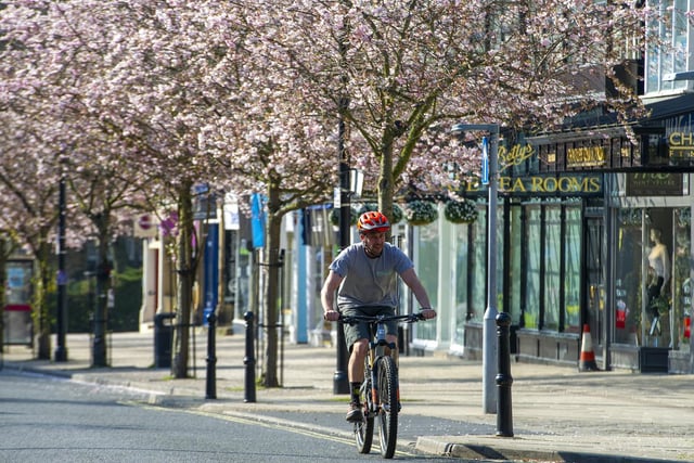A cyclist rides past the cherry blossom on Brook Street in Ilkley