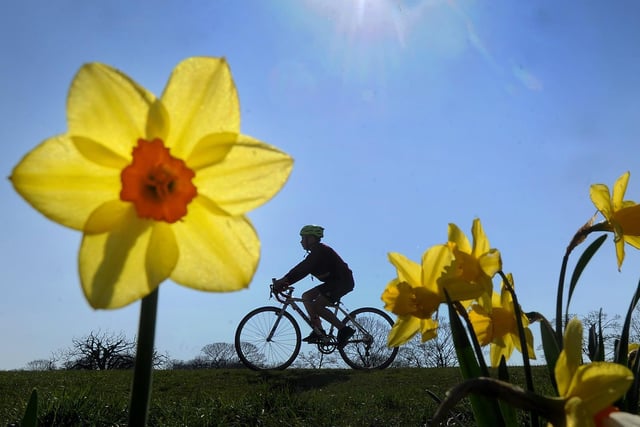 Spring has sprung as a cyclist makes his way past the daffodils in Roundhay Park.