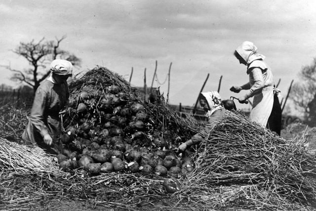 Three young women students are working hard in the field at Manor Farm in Garforth cleaning a pile of Mangels to be used for animal feed. These fortnight long Department of Agriculture courses ran during WW1 and were specially for women.