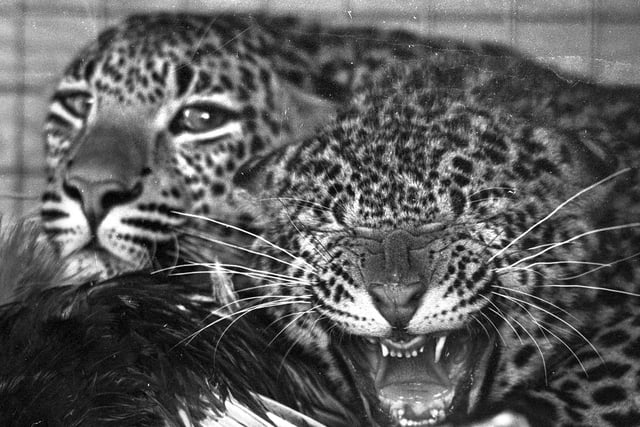 A pair of leopards arrive at Haigh Hall zoo to the delight of local youngsters in 1976