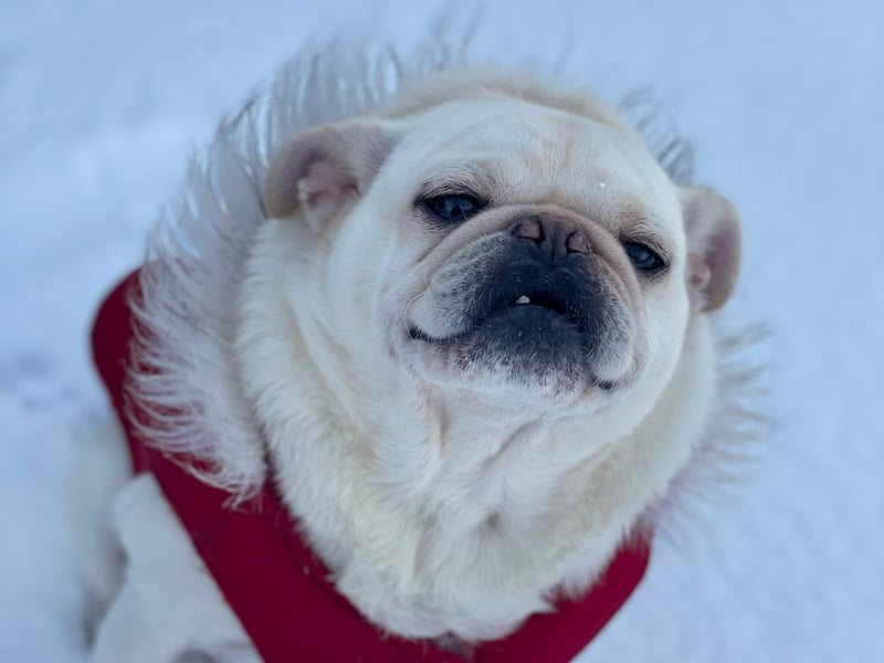 Oscar in the snow at flamingo land!