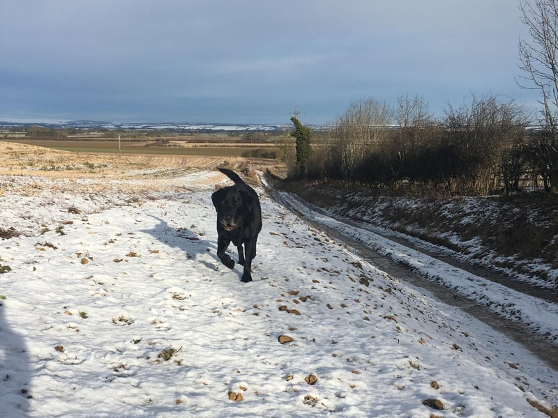 14 year old diesel enjoying the snow