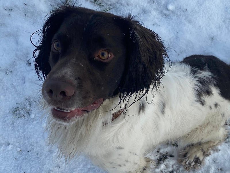Teddy enjoying the snow