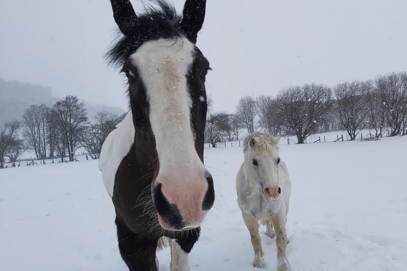 Olly and Toby having a snow day