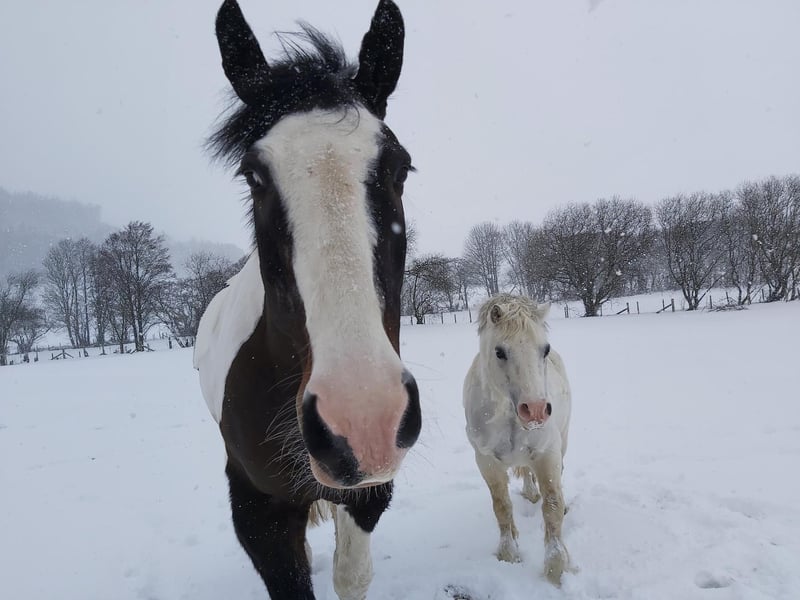 Olly and Toby having a snow day