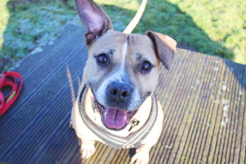 Jessie is a scrumptious medium-sized, fawn and white staffie. Don't be fooled by her eight years, because this girl still thinks she is two years old and has an infectious love for life! Jessie loves playing with her toys and taking a dip in the paddling pool on hot days, she is food motivated (which is great for training!) and she is really friendly with her handlers. Jessie is manageable around other other dogs, but you can see in her body language that she would rather avoid them so she would need to be the only dog in the house. She is looking for an adult only home. Jessie can be very strong on the lead and would need active (and strong!) owners to keep up with her. She will need an enclosed garden for her to burn off some of that energy and soak up the sun on warm days. Jessie has found being in kennels difficult and unfortunately she has been rehomed and returned a couple of times. When she goes home it'll take a couple of weeks for her to unwind which her new owners must understand.