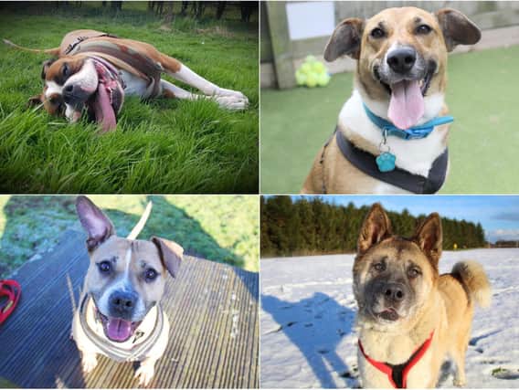Dogs Trust in Leeds has dogs up for adoption this February (photo: Dogs Trust Leeds)