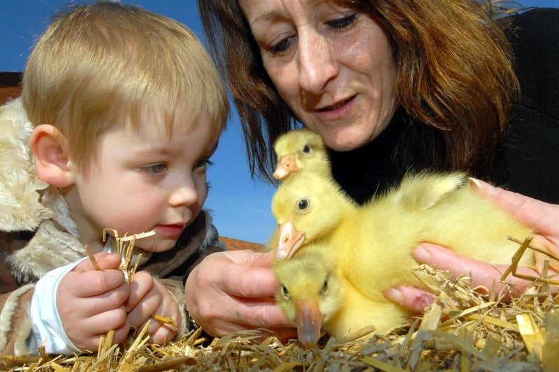 Springtime chicks at Nigel Cunningham's farm smallholding on Northside - grandson Finley Gaines and gran Val Cunningham view the goslings.