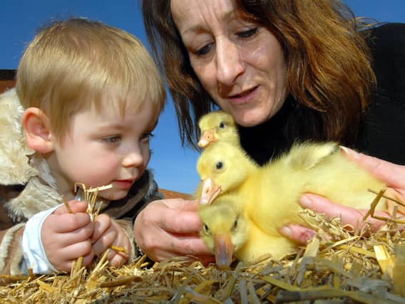Springtime chicks at Nigel Cunningham's farm smallholding on Northside - grandson Finley Gaines and gran Val Cunningham view the goslings.