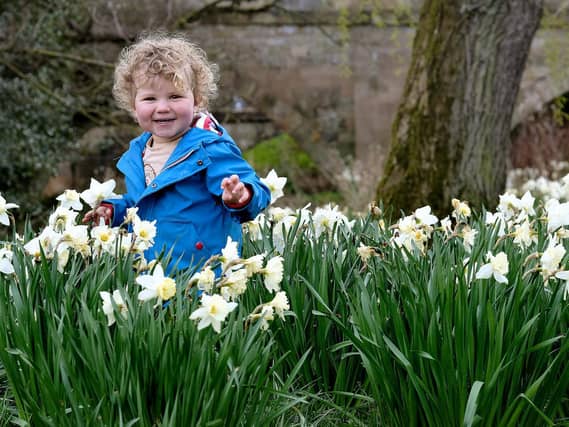 Teddy enjoying a springtime stroll in Ayton.
