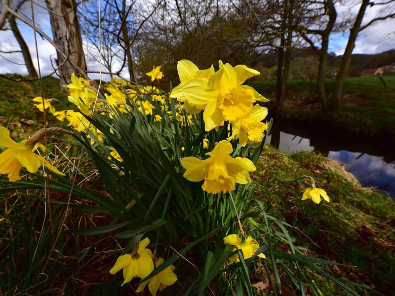 Daffodils in Hackness.