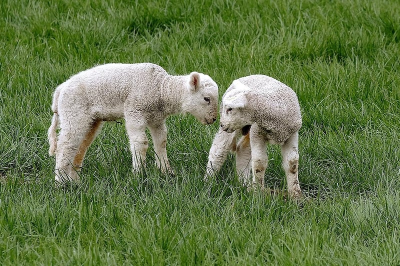 Spring lambs greet each other in Hackness.