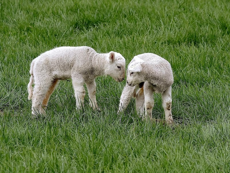 Spring lambs greet each other in Hackness.