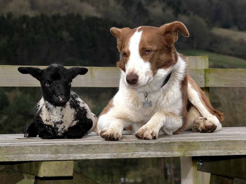 A little lamb with a new best friend at Stepney Hill Farm.