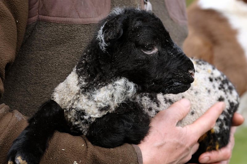 A little lamb has a cuddle in the arms of Ashley Tyson at Stepney Hill farm.