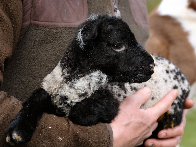 A little lamb has a cuddle in the arms of Ashley Tyson at Stepney Hill farm.