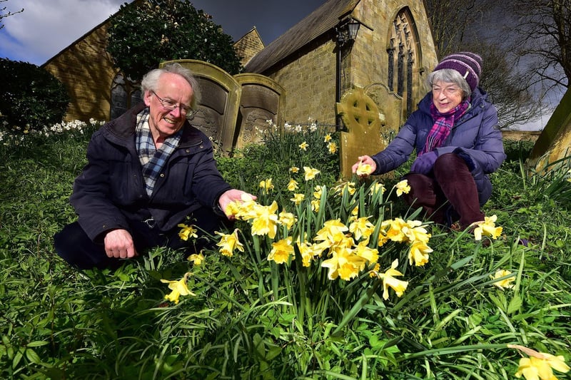 St Laurence's church goers in Scalby enjoy the lovely daffodils.