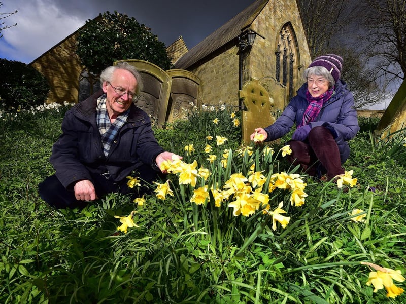 St Laurence's church goers in Scalby enjoy the lovely daffodils.