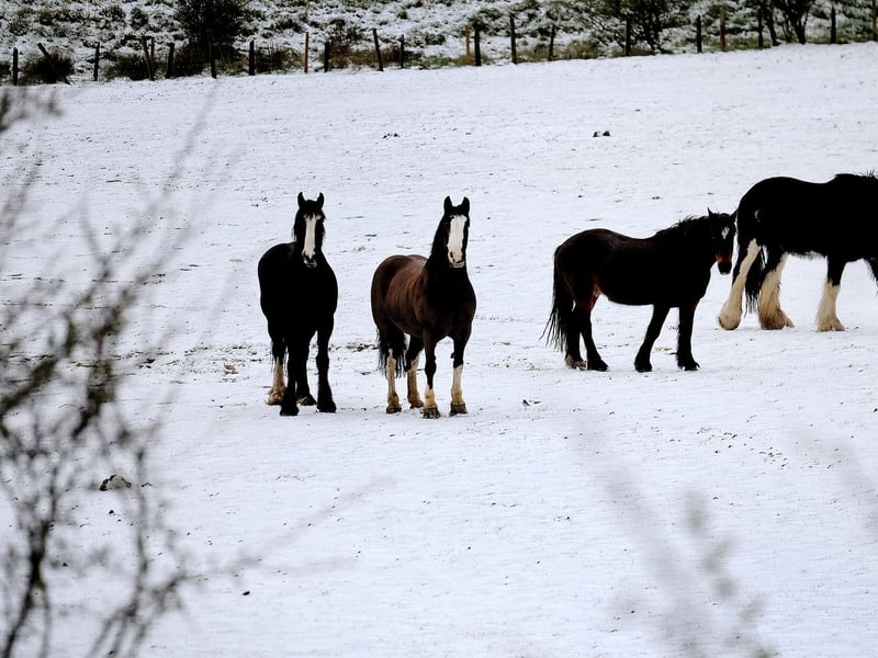 Horses in a Burniston field.
