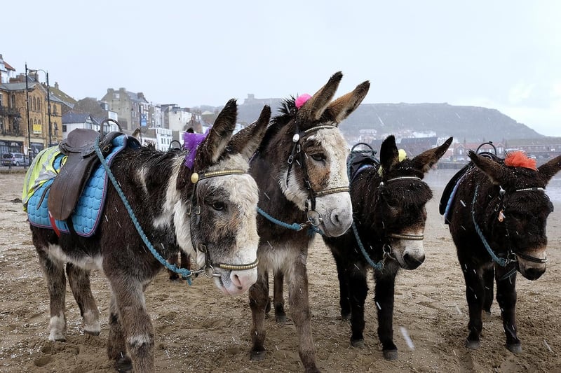 The weather closes in on South Bay...a quiet time for the donkeys.
