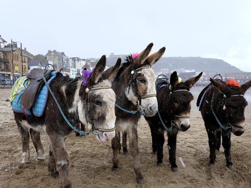 The weather closes in on South Bay...a quiet time for the donkeys.