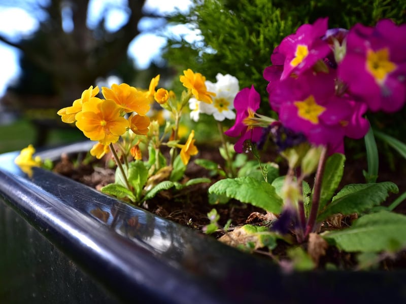 Flowers bloom in Scalby village.