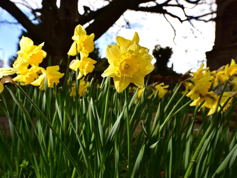 Sping has sprung in Scarborough.