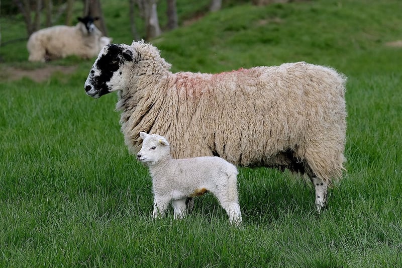 A lamb stays close to mum in the fields of Hackness.