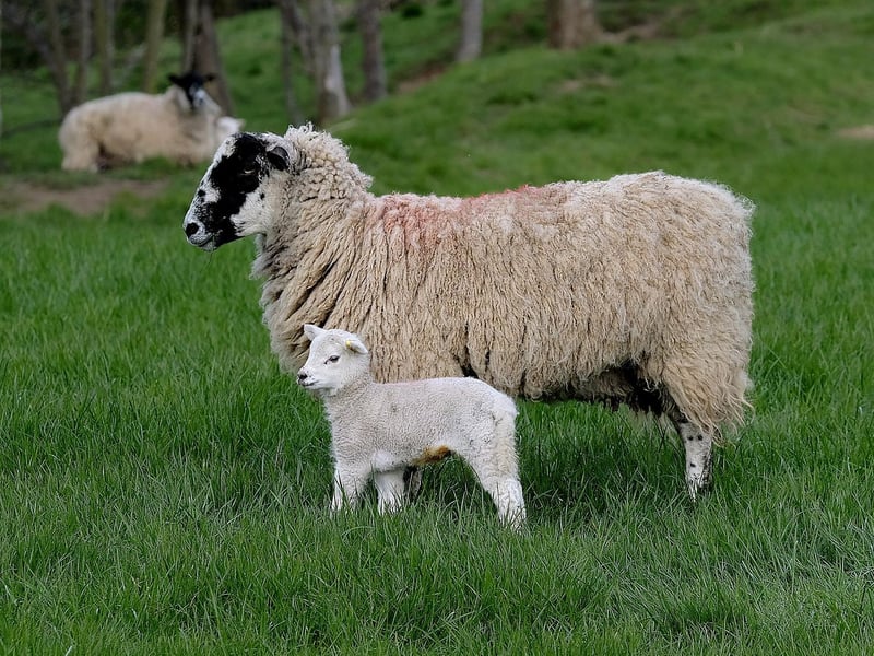 A lamb stays close to mum in the fields of Hackness.