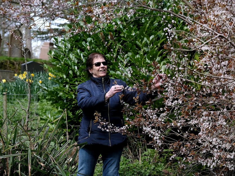 The lovely blossom in Dean Road cemetery.