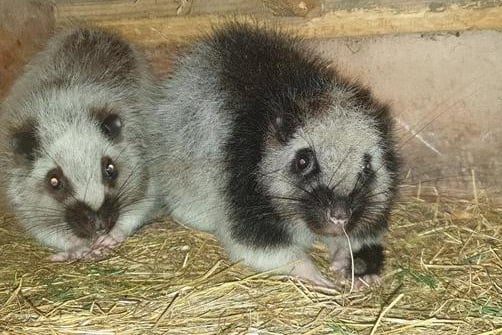 Rare nocturnal cloud rats Bonnie and Clyde will be settling down for a quiet life after joining their fellow creatures of the night in Lotherton Wildlife World’s brand new Nocturnal House (photo: Leeds City Council)