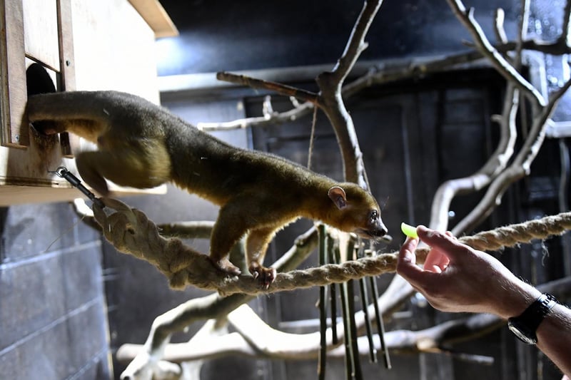 Pablo the Kinkajou is given food in the Nocturnal House. Pablo arrived from Amazon World on the Isle of Wight and is one of only a handful of kinkajous in zoos across the UK.

(photo: Simon Hulme)