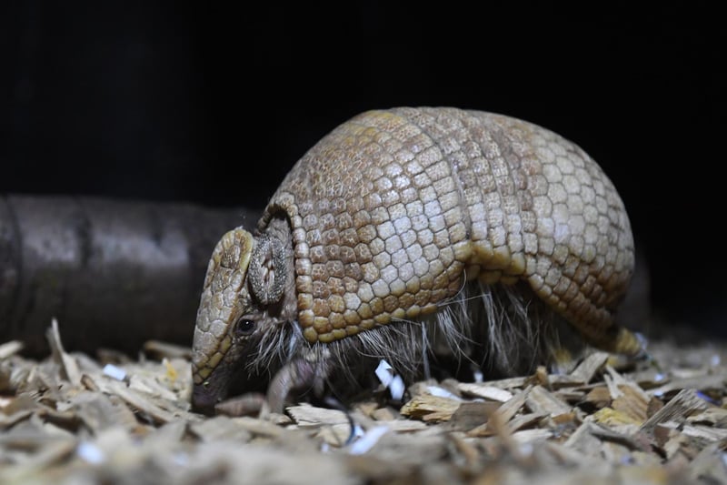 Gaston the three-banded Armadillo joins Pablo in in his enclosure.

(photo: Simon Hulme)