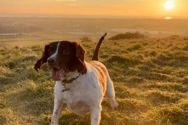 Keith Hills took this photo of his eldest springer Rosie up at Highdown.