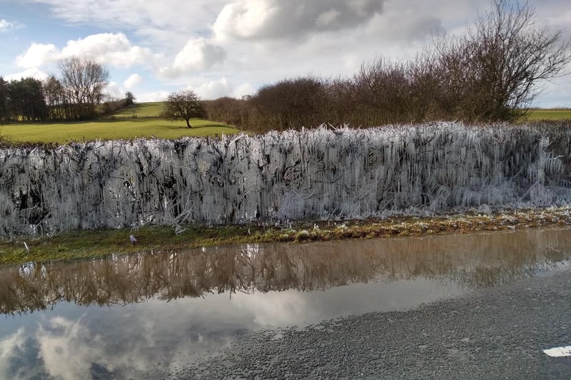 Frozen hedges on the Darlingscote Road just outside Shipston (photo taken by Pete A Cox)