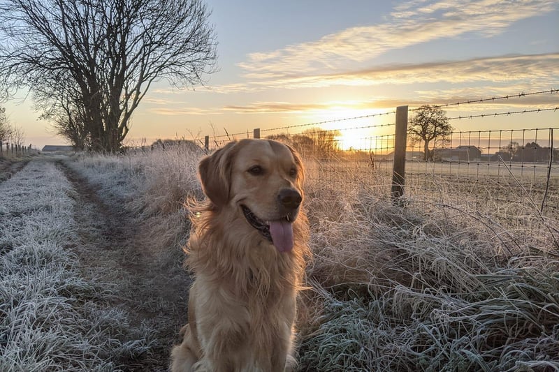 Loki photographed by his owner Jonathon Willett in the picturesque winter scenery on the path between Longford Park and Bannatynes in Bodiciote (photo from Jonathon Willett)