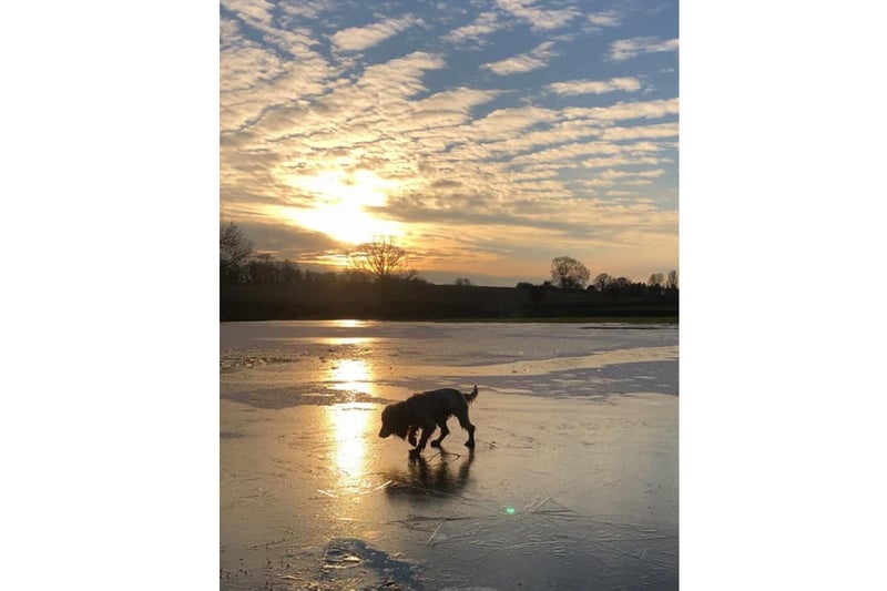 A dog walking on a frozen field by Bodicote Windmill (photo by Shane Rawlins)
