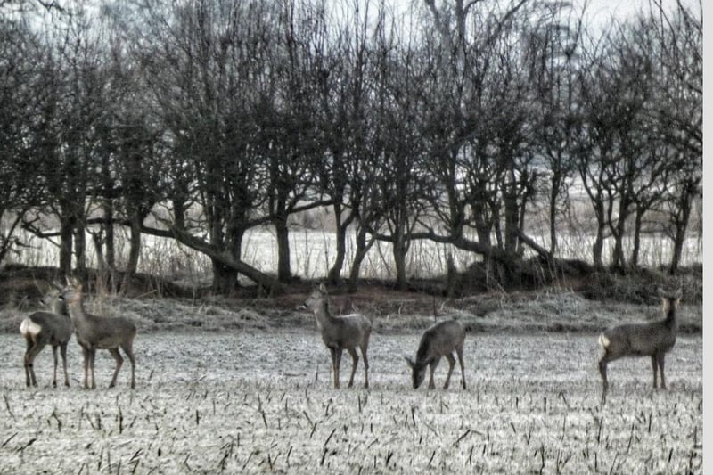Deer spotted at Longford Park (photo by Karen Stapley)