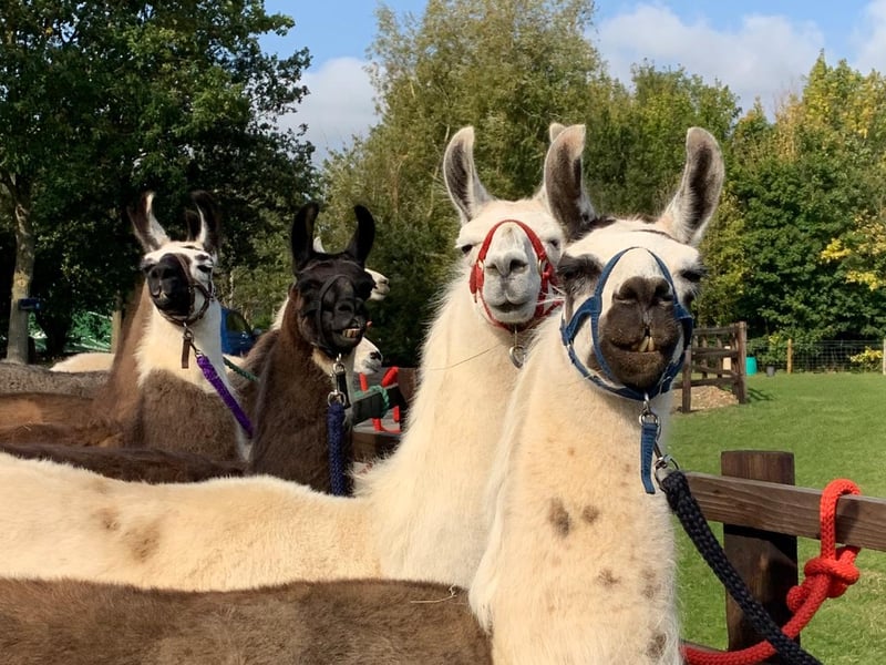 Why visit Catanger Llamas this April? Not only is llama trekking an invigorating outdoor activity, but llamas are also naturally two metres long, so everyone is at a safe distance during their visit to the farm. Quirky accommodation is also reopening this spring (April 12) and has previously been described as ‘social distancing heaven’; traditional Gypsy Caravan and Shepherd Hut on two separate locations with their own self-contained facilities. This spring the team will also be welcoming new arrivals; ten crias (baby llamas). They can’t wait to share them with you! When hospitality restrictions are lifted, lunch nearby can be enjoyed at the highly recommended Ten Hands Cafe Bar in Towcester. Equally recommended for dinner is the award-winning Truva Charcoal Grill & Bar in
Towcester.