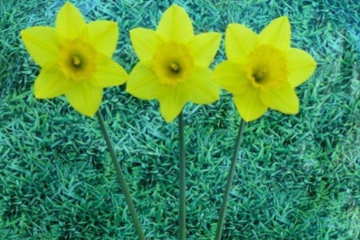 Christine Hicks' winning vase of daffodils, long trumpet